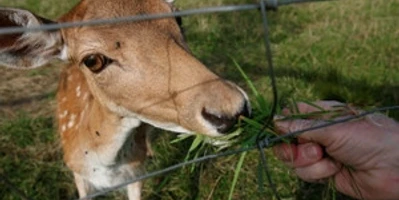 damwildgehege-breitenberg-