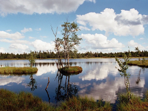 Hochmoor Kaltenbronn im Schwarzwald_Zweckverband Im Tal der Murg