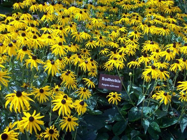 Kräutergarten 1