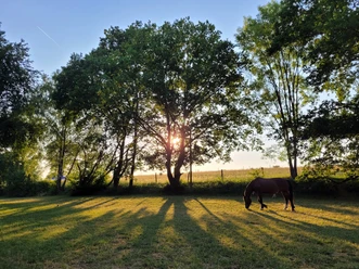 Sonnenuntergang auf der Pferdewiese vom Gut Halfeshof in Mettmann.jpg Ein Pferd grast auf einer Wiese bei Sonnenuntergang, umgeben von Bäumen in Mettmann, NRW.