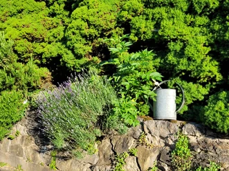 Lavendel und andere Pflanzen wachsen neben einer Gießkanne auf einer steinigen Fläche vor dichten Bäumen.