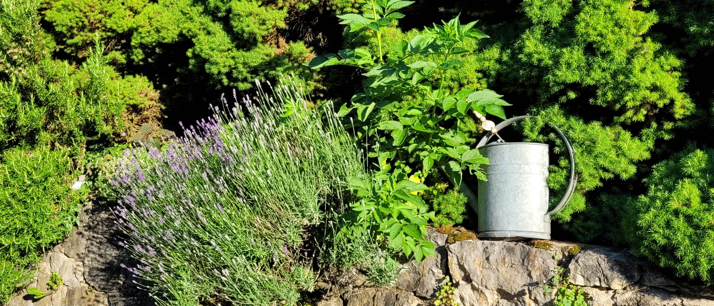 Lavendel am Gut Halfeshof.jpg Lavendel und andere Pflanzen wachsen neben einer Gießkanne auf einer steinigen Fläche vor dichten Bäumen.