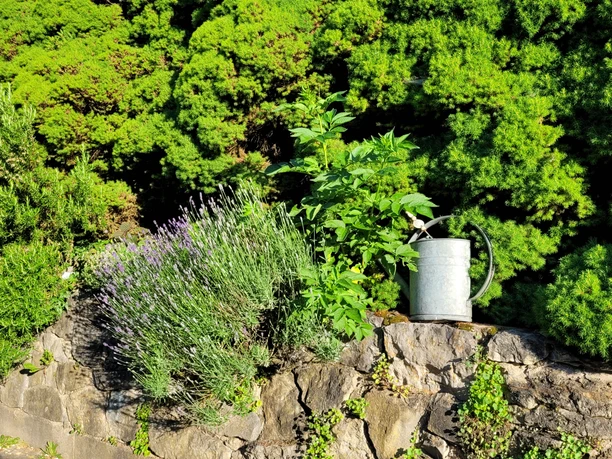Lavendel am Gut Halfeshof.jpg Lavendel und andere Pflanzen wachsen neben einer Gießkanne auf einer steinigen Fläche vor dichten Bäumen.