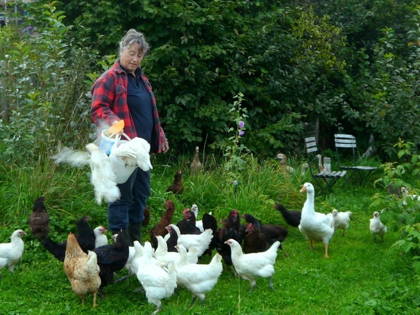 Beim Hühnerfüttern