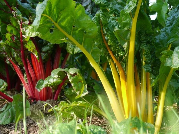 Mangold als Teil der Permakultur