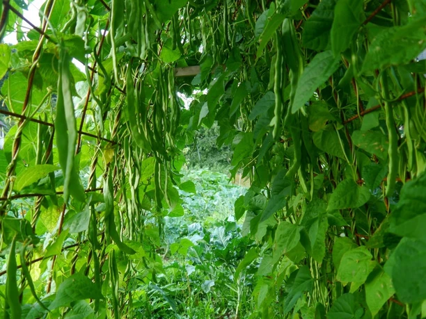 Bohnenranken im Permakulturgarten