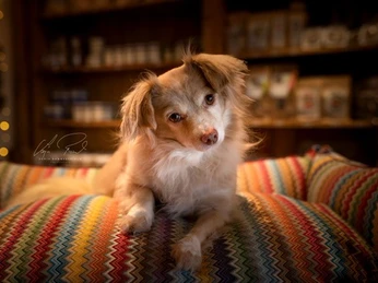 Sylter Strandhund Hund