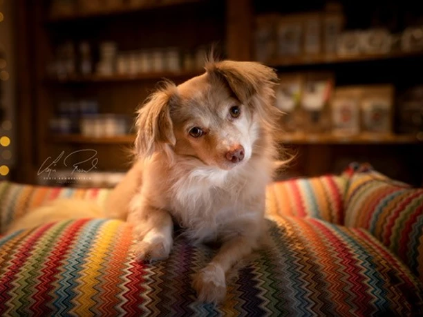 Sylter Strandhund Hund