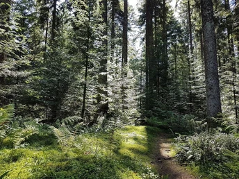 Schwarzwaldimpression in der Umgebung