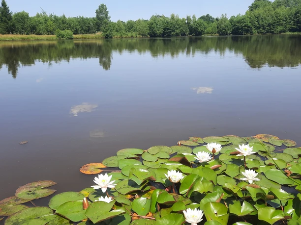 Kurfürsten-Runde; Sögel - Hümmling-Pfade; Raddesee, Seerosenblüte © Naturpark Hümmling_Reinhold Stehr.jpg Weiße Seerosen auf ruhigem See, umgeben von grünen Bäumen unter blauem Himmel im Hümmling.