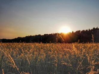 Sonnenuntergang Sonnenuntergang hinter einem Feld mit reifem Weizen und einem bewaldeten Horizont in Hövelhof.