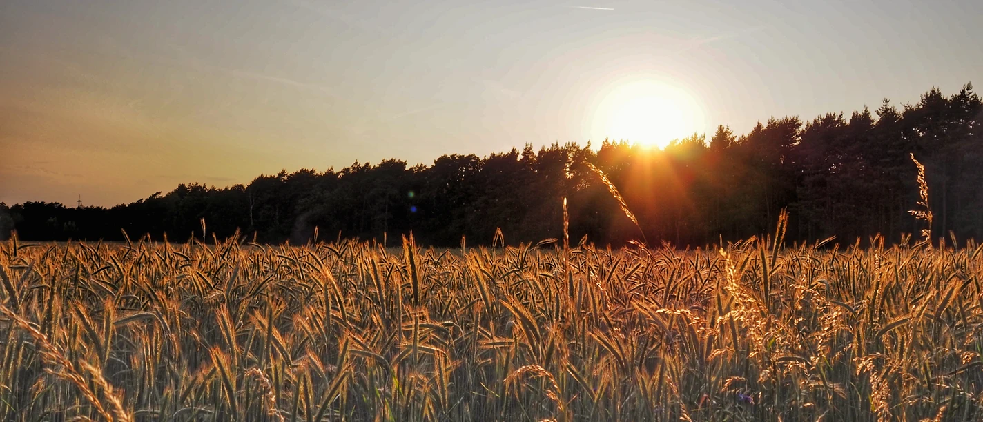 Sonnenuntergang Sonnenuntergang hinter einem Feld mit reifem Weizen und einem bewaldeten Horizont in Hövelhof.
