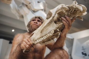 Skulptur eines Homo heidelbergensis im Forschungsmuseum Schöningen