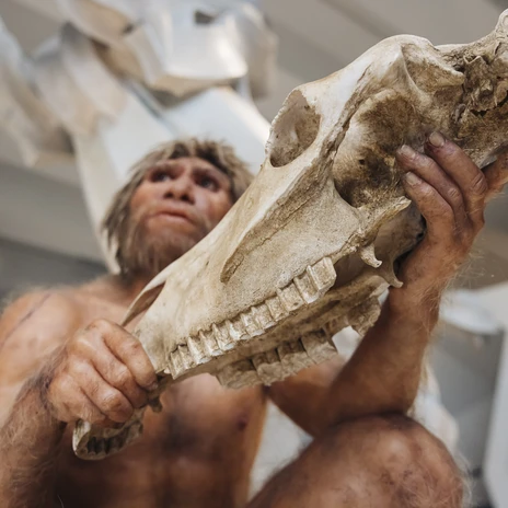 Skulptur eines Homo heidelbergensis im Forschungsmuseum Schöningen