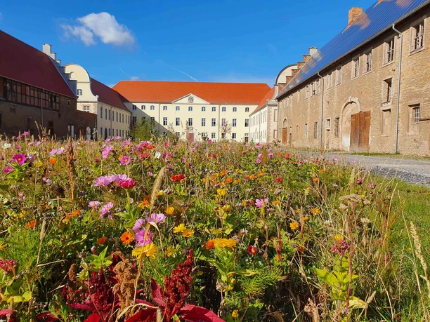Sonnenschloss Walbeck mit Blumenwiese