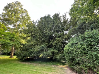 Alte Eibe Thedinghausen Eine mächtige alte Eibe in grüner Umgebung, von dichten Nadelzweigen umgeben, stehend im Licht.