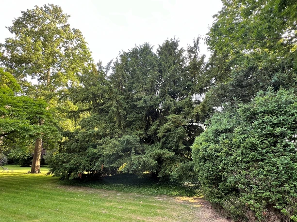 Alte Eibe Thedinghausen Eine mächtige alte Eibe in grüner Umgebung, von dichten Nadelzweigen umgeben, stehend im Licht.