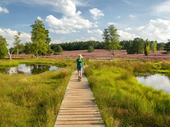 Der Steg über den Büsenbach Rundwanderweg durch die Höhepunkte der NordheideCircular hiking trail through the highlights of the NordheideCirkulær vandresti gennem højdepunkterne på NordheideRondwandeling door de hoogtepunten van de Nordheide