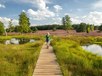 Der Steg über den Büsenbach Rundwanderweg durch die Höhepunkte der NordheideCircular hiking trail through the highlights of the NordheideCirkulær vandresti gennem højdepunkterne på NordheideRondwandeling door de hoogtepunten van de Nordheide