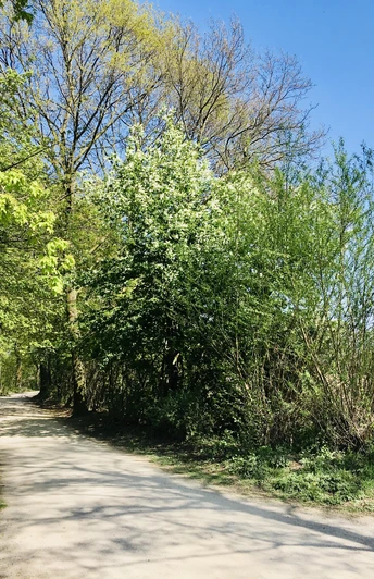 Dalke Wassererlebnispfad (4)-min.JPG Wanderweg Dalkeweg gesäumt von Bäumen unter blauem Himmel im Frühling; Wegweiser zu sehen.