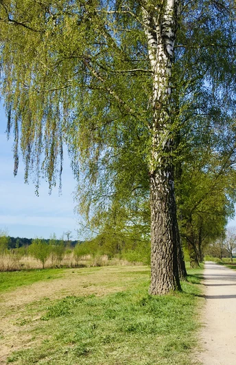 Dalke Wassererlebnispfad (6).JPG Ein idyllischer, baumbestandener Weg im Frühling, flankiert von einem ruhigen Fluss unter blauem Himmel.