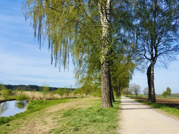 Dalke Wassererlebnispfad (6).JPG Ein idyllischer, baumbestandener Weg im Frühling, flankiert von einem ruhigen Fluss unter blauem Himmel.