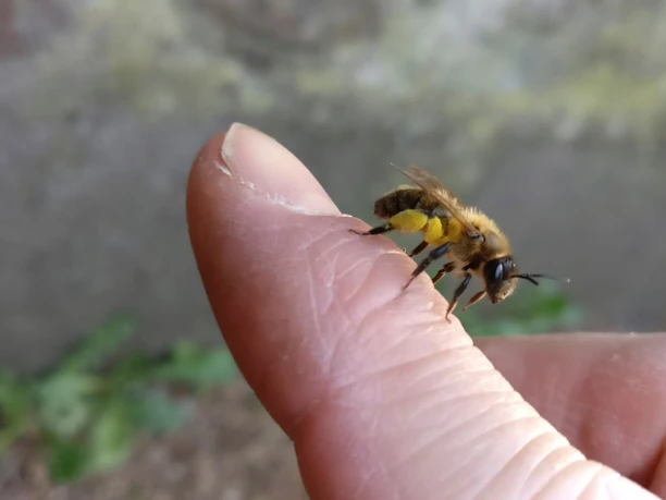 Biene mit Pollenhöschen auf Finger Eine Honigbiene sitzt auf einem menschlichen Daumen, vor einem unscharfen Naturhintergrund.