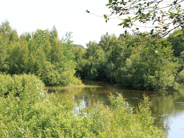 Natur bei der Vogelbeobachtungshütte in Stemmen Natur bei der Vogelbeobachtungshütte in Stemmen