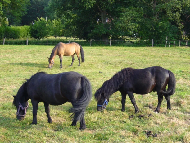 Blacky und Jack mit Mirinda Zwei schwarze Ponys und ein braunes Pferd grasen auf einer grünen Weide, umgeben von Bäumen und einem Holzzaun. Die Tiere tragen Halfter und stehen ruhig im Sonnenschein auf dem Gelände eines Reiterhofs in ländlicher Umgebung.
