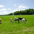 Mehrere Alpakas grasen entspannt auf einer grünen Wiese unter blauem Himmel mit weißen Wolken.