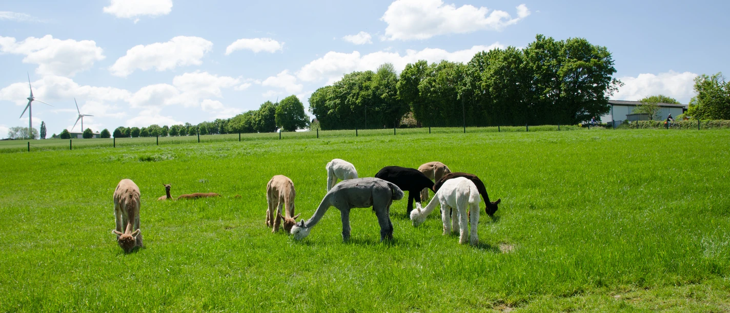 Mehrere Alpakas grasen entspannt auf einer grünen Wiese unter blauem Himmel mit weißen Wolken.