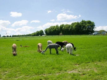Mehrere Alpakas grasen entspannt auf einer grünen Wiese unter blauem Himmel mit weißen Wolken.