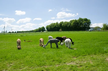Alpakas im Ellertal Mehrere Alpakas grasen entspannt auf einer grünen Wiese unter blauem Himmel mit weißen Wolken.