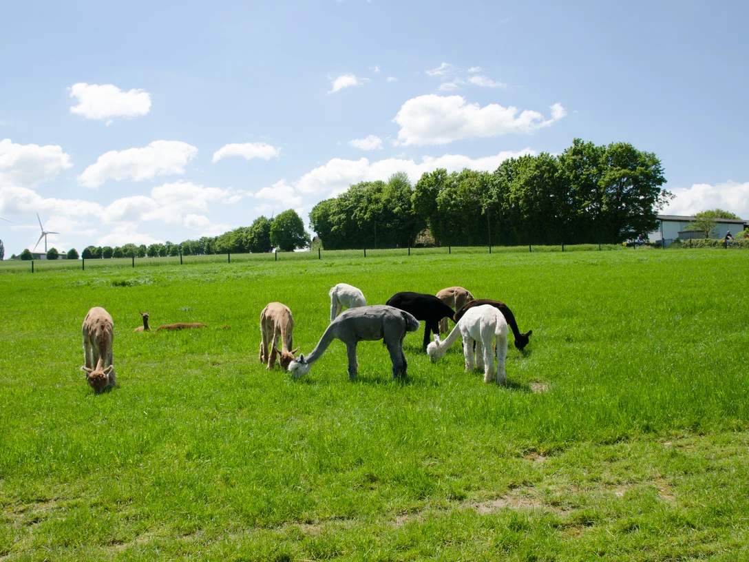 Alpakas im Ellertal Mehrere Alpakas grasen entspannt auf einer grünen Wiese unter blauem Himmel mit weißen Wolken.