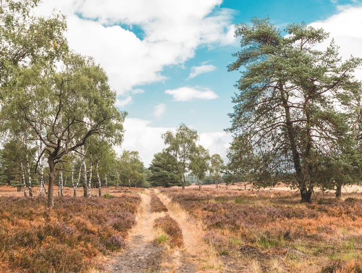 Heidelandschaft mit Sandweg, umgeben von Birken und Kiefern, unter blauem Himmel mit Wolken.