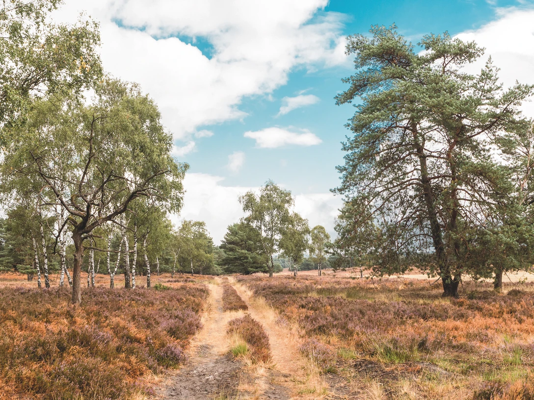 Naturschutzgebiet Moosheide Heidelandschaft mit Sandweg, umgeben von Birken und Kiefern, unter blauem Himmel mit Wolken.