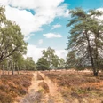 Naturschutzgebiet Moosheide Heidelandschaft mit Sandweg, umgeben von Birken und Kiefern, unter blauem Himmel mit Wolken.
