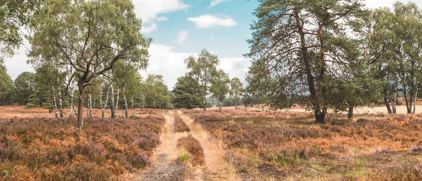 Naturschutzgebiet Moosheide Heidelandschaft mit Sandweg, umgeben von Birken und Kiefern, unter blauem Himmel mit Wolken.