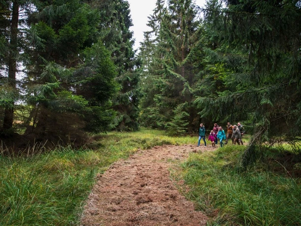 Wandern durch die Fichtenklumpse