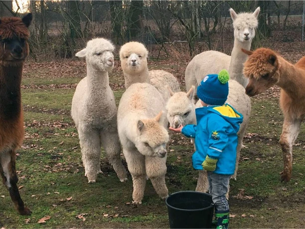 Alpakawanderung am Steinhorster Becken | Delbrück Alpakawanderung am Steinhorster Becken | Delbrück