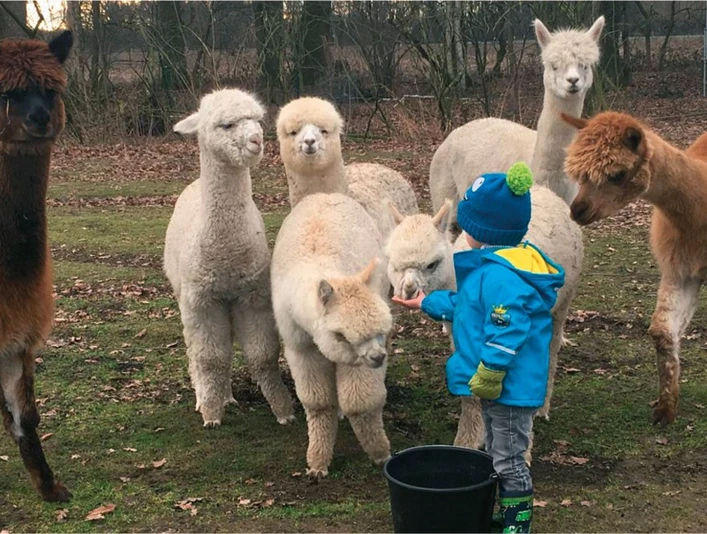 Alpakawanderung am Steinhorster Becken | Delbrück Alpakawanderung am Steinhorster Becken | Delbrück