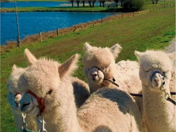 Alpakawanderung am Steinhorster Becken | Delbrück Alpakawanderung am Steinhorster Becken | Delbrück