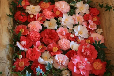 Kleurrijk mengsel van rode, roze en witte cameliabloesems, decoratief gerangschikt in een houten frame, omringd door groene bladeren.