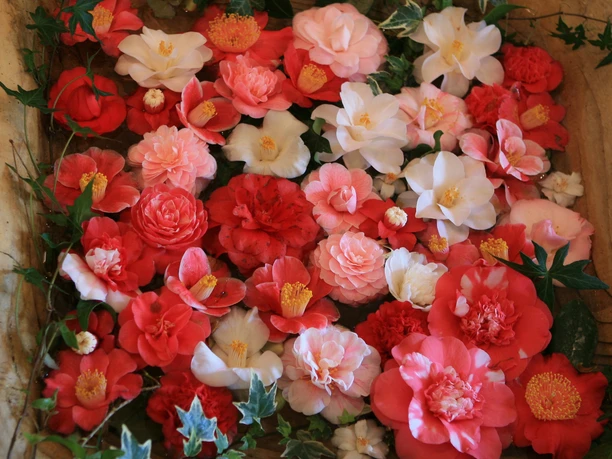 Kamelienblüten Bunte Mischung aus roten, rosa und weißen Kamelienblüten, dekorativ in einem Holzrahmen arrangiert, umgeben von grünen Blättern.