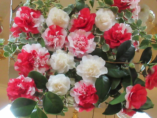 A flower arrangement of red and white camellias with green leaves, arranged on a reflective background.