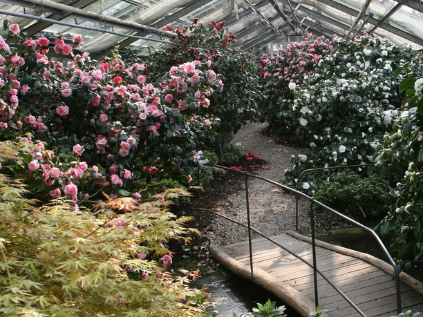 Schauhaus Kamelien Ein Gewächshaus mit blühenden Kamelien in Rosa und Weiß, ein geschwungener Holzsteg führt über einen kleinen Bach, umgeben von üppigem Grün.