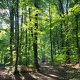 Ein sonnendurchfluteter Waldweg im grünen Laubwald des Wiehengebirges, gesäumt von hohen Bäumen.