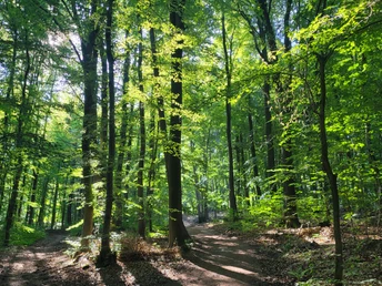 Ein sonnendurchfluteter Waldweg im grünen Laubwald des Wiehengebirges, gesäumt von hohen Bäumen.