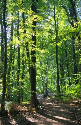 Ein sonnendurchfluteter Waldweg im grünen Laubwald des Wiehengebirges, gesäumt von hohen Bäumen.