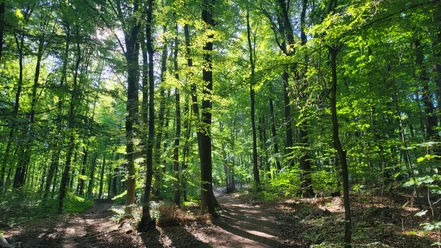 Wiehengebirge Ein sonnendurchfluteter Waldweg im grünen Laubwald des Wiehengebirges, gesäumt von hohen Bäumen.